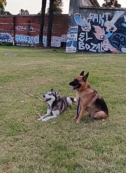 Ovejera y husky
