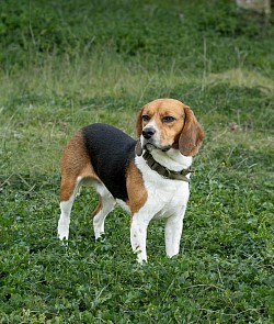 Perro paseo