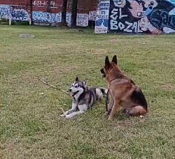Valencia perros paseo