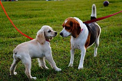 Entrenando perrito