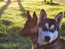 Husky en la arena