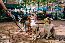 Paseando