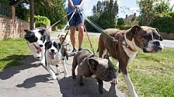 Pasea perros Valencia